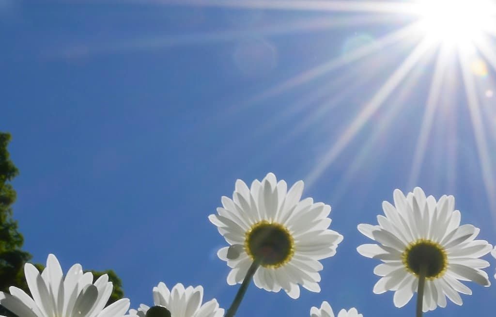 Vermont Orofacial Pain Associates