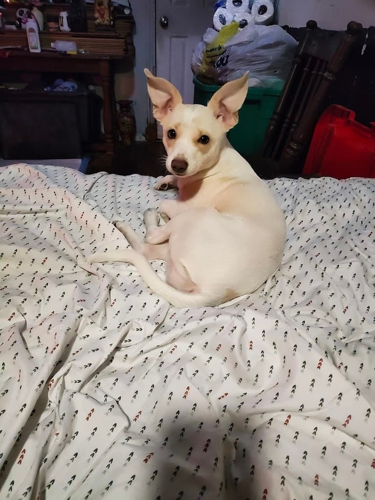 Center for Pain- Mobile