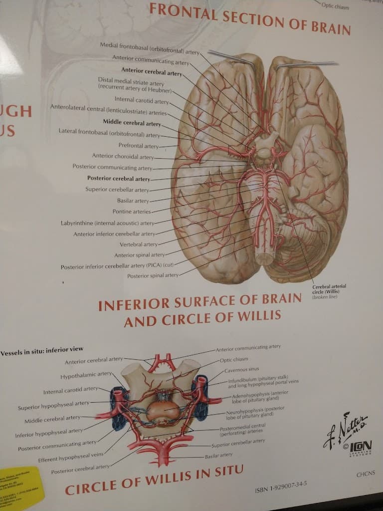 Dr. Danny Silver, MD-Meridian Medical